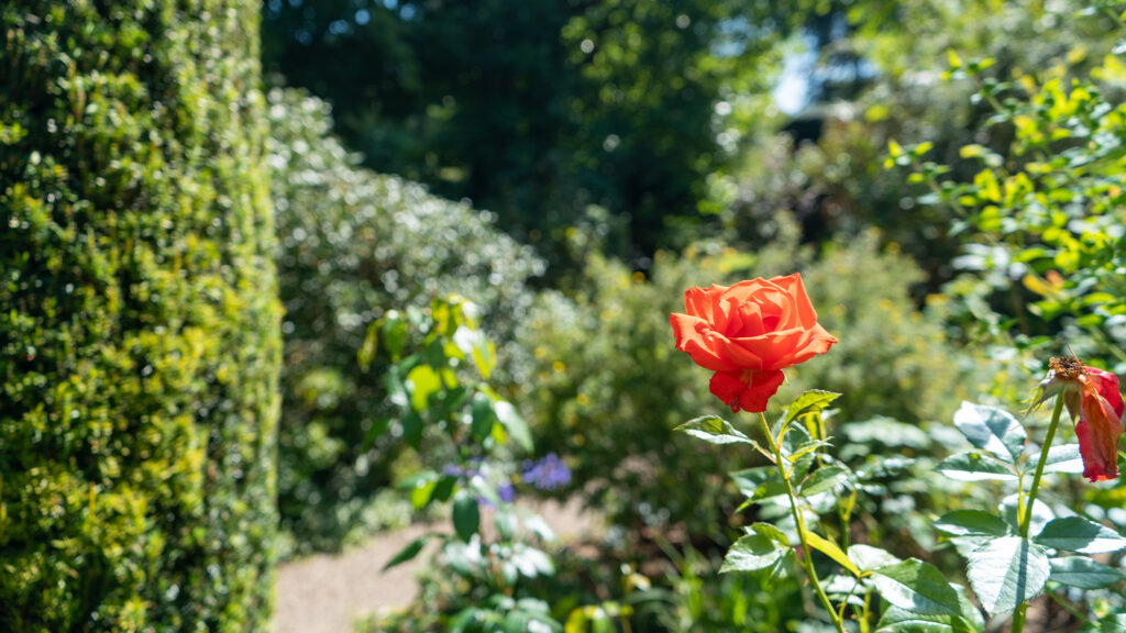 delta sensory garden, co carlow_master